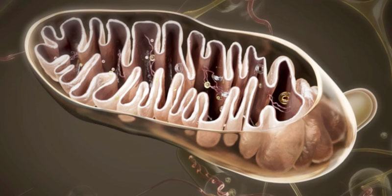 A mitochondrion, power house of a cell.